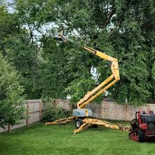 Best Fruit Tree Pruning  in Quincy, MA