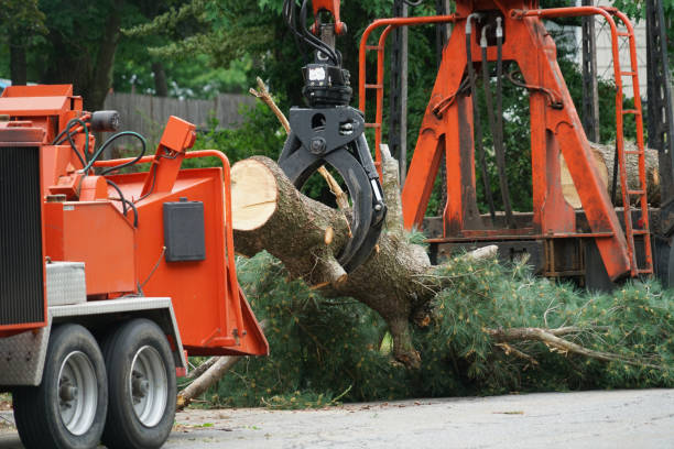 Best Tree Removal  in Quincy, MA