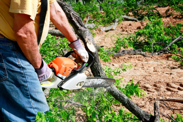 Best Tree and Shrub Care  in Quincy, MA